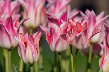 Naklejka premium Pink tulips flower, in full bloom