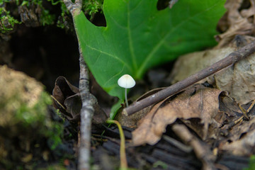Toadstool mushroom blurry macro photo in green forest