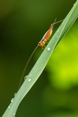 Cricket perching on grass leaf with some dew drops on it