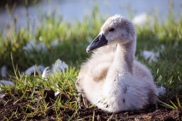 cucciolo di cigno 3
