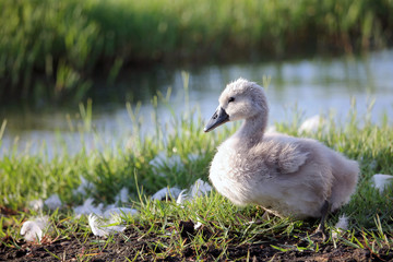 cucciolo di cigno 2