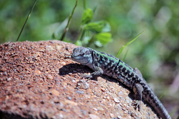 Obraz premium lucertoloide 1