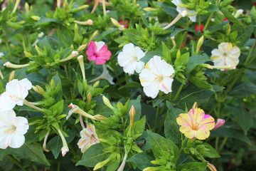 Obraz premium flowers in the garden - mirabilis jalapa 