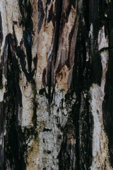 Decay of the tree bark