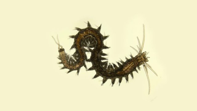 Microscopic Black Sea plankton and zooplankton, Polychaeta worm of the genus Nereis, family Nereididae, inhabitant of sea waters, frequent diet of sturgeons