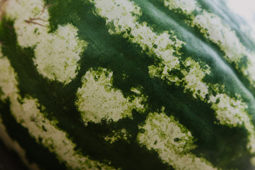 Striped watermelon close up
