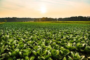 Green cabbages heads in line grow on field.