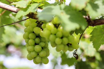 A bunch of green grapes in the garden.