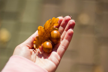 Two brown acorns and an oak yellow leaf in a woman's hand close-up. Acorns in hand in the autumn Park on a Sunny day.