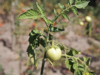 green tomatoes on branch in garden