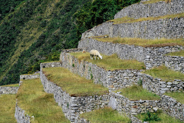 Machu Picchu UNESCO World Heritage Site in Peru 