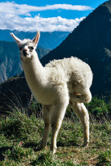 Alpaca at Machu Picchu UNESCO World Heritage Site in Peru 