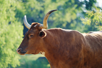Texas longhorn cow on farm during summer, agriculture cattle industry.