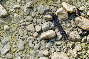 feather on the pebble surface on the dried up river in late summer