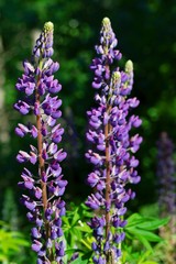 Obraz premium Plant with violet flowers Lupinus polyphyllus.
