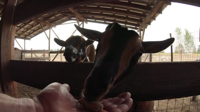 Hand Feeding Farm Goat in Barn Close Up