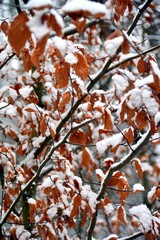 branch with yellowed leaves covered with snow