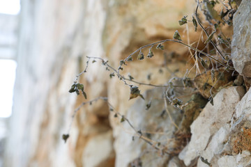 Vertrocknete Pflanze im Mauerwerk