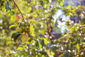 Apples on a branch. New crop. Blurred background with bokeh. Autumn day.