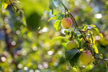 Apples on a branch. New crop. Blurred background with bokeh. Autumn day.