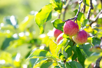 Apples on a branch. New crop. Blurred background with bokeh. Autumn sunny day.