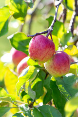 Apples on a branch. New crop. Blurred background with bokeh. Autumn day.