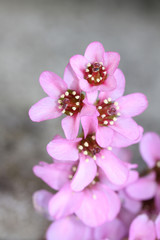 Fototapeta na wymiar fiore rosa