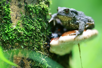 toad in the forest macro / amphibian, reptile in the forest, wildlife animal frog in the forest