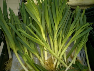 Obraz premium Leeks Vegetable harvest in food industry, scientific name is Allium ampeloprasum, The edible part of the plant is a bundle of leaf sheaths that is sometimes erroneously called a stem or stalk. The gen