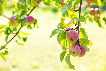 Apples on a branch. New crop. Blurred background with bokeh. Autumn day.