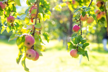 Apples on a branch. New crop. Blurred background with bokeh. In the background is a house. Autumn day.