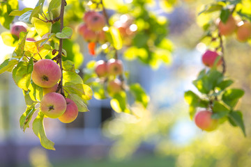 Apples on a branch. New crop. Blurred background with bokeh. In the background is a house. Autumn day.
