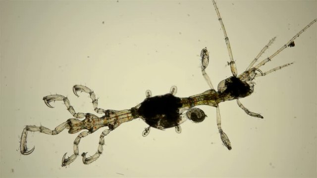 plankton isoplankton of the Black Sea under the microscope. Skeletal shrimp or sea goats, Caprellidae, a family of crustaceans from the order Caprellida, lead a lower lifestyle, omnivores, stand out