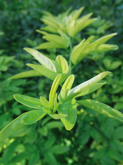 green plant in the garden