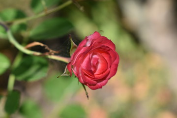 red rose