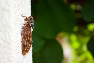 Cicada