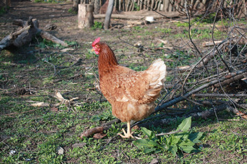 Brown hens
