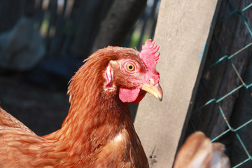 Brown hens