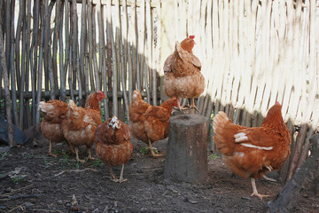 Brown hens