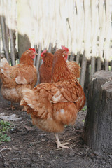 Brown hens