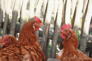 Brown hens