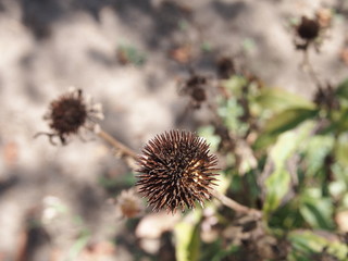 thistle in bloom