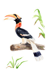 watercolor drawing of a bird - indian kalao or hornbill