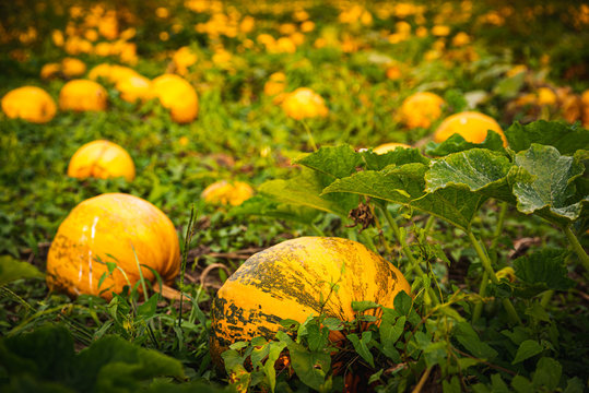 Closup of pumpkins on a field . Agriculture background