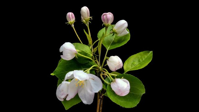 Time lapse of Flowering wite flowers on a black background. Close up.