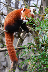red panda in a tree to lookm for bamboo