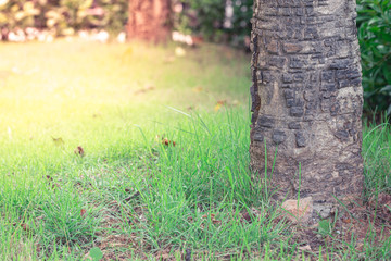 Naklejka premium Grass around the base of the tree detail