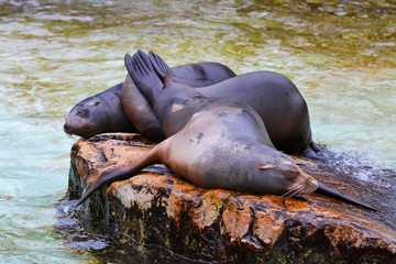 common seals rest on a rock in the sea