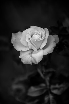White Rose Black and White Stock Photo | Adobe Stock