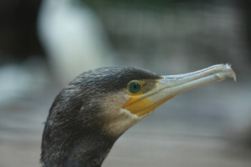 Great Cormorant